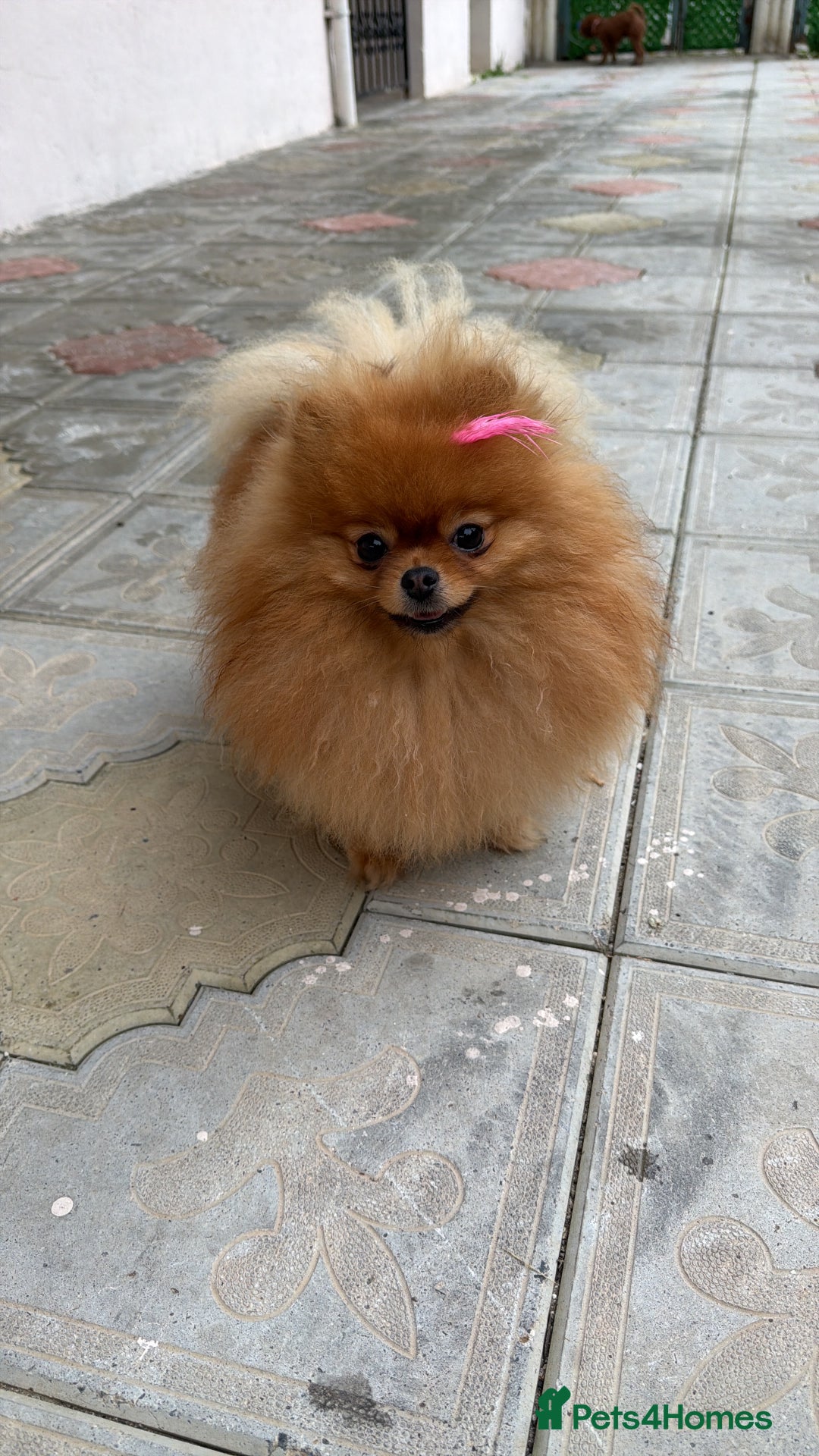 Pomeranian dogs for sale:  **  Russian blood lines sable Pom for sale 😍 - Advert 2
