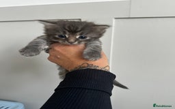 Mixed Breed cats for sale: Kittens  - Image 14