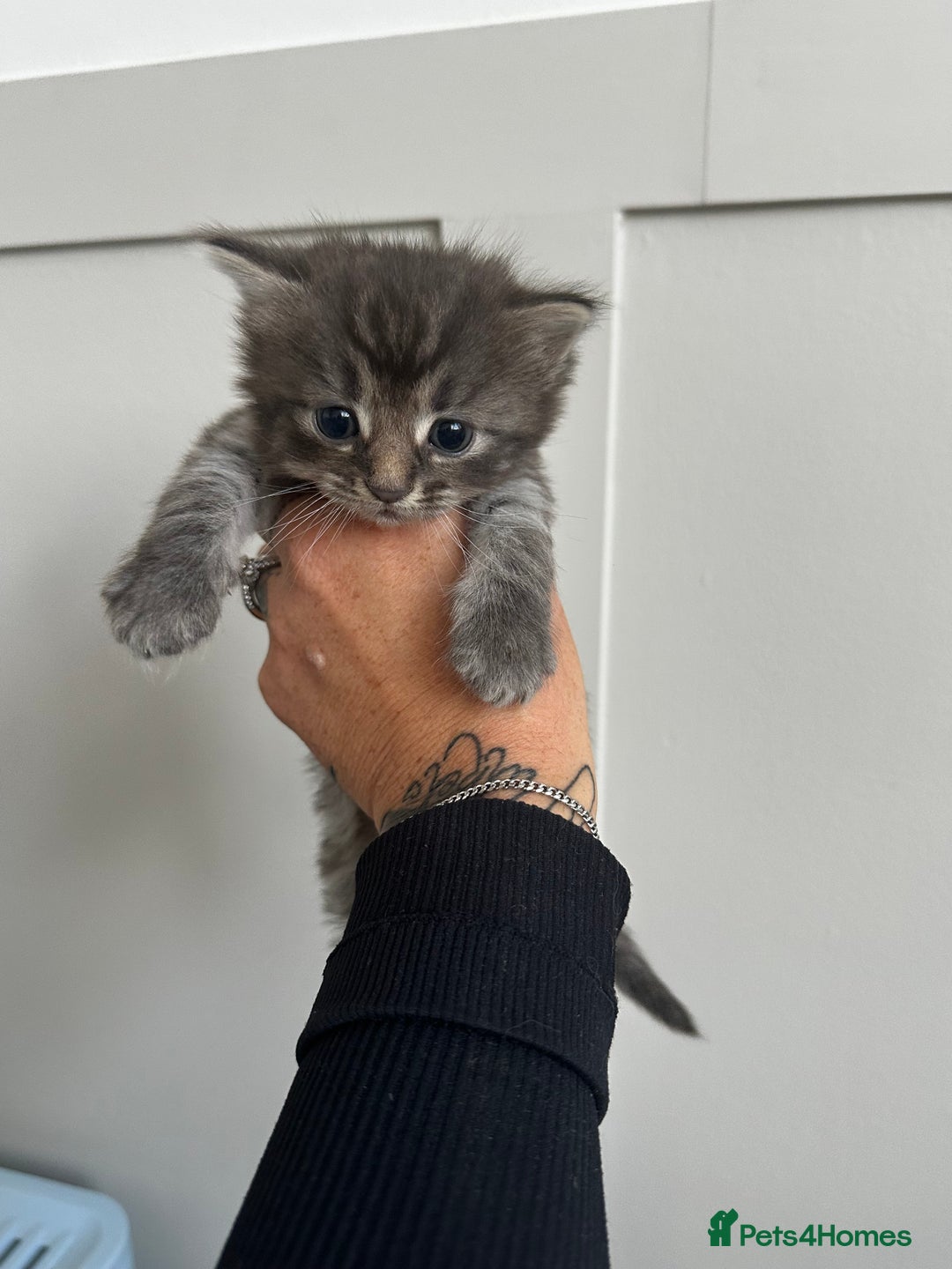 Mixed Breed cats for sale: Kittens  - Image 14