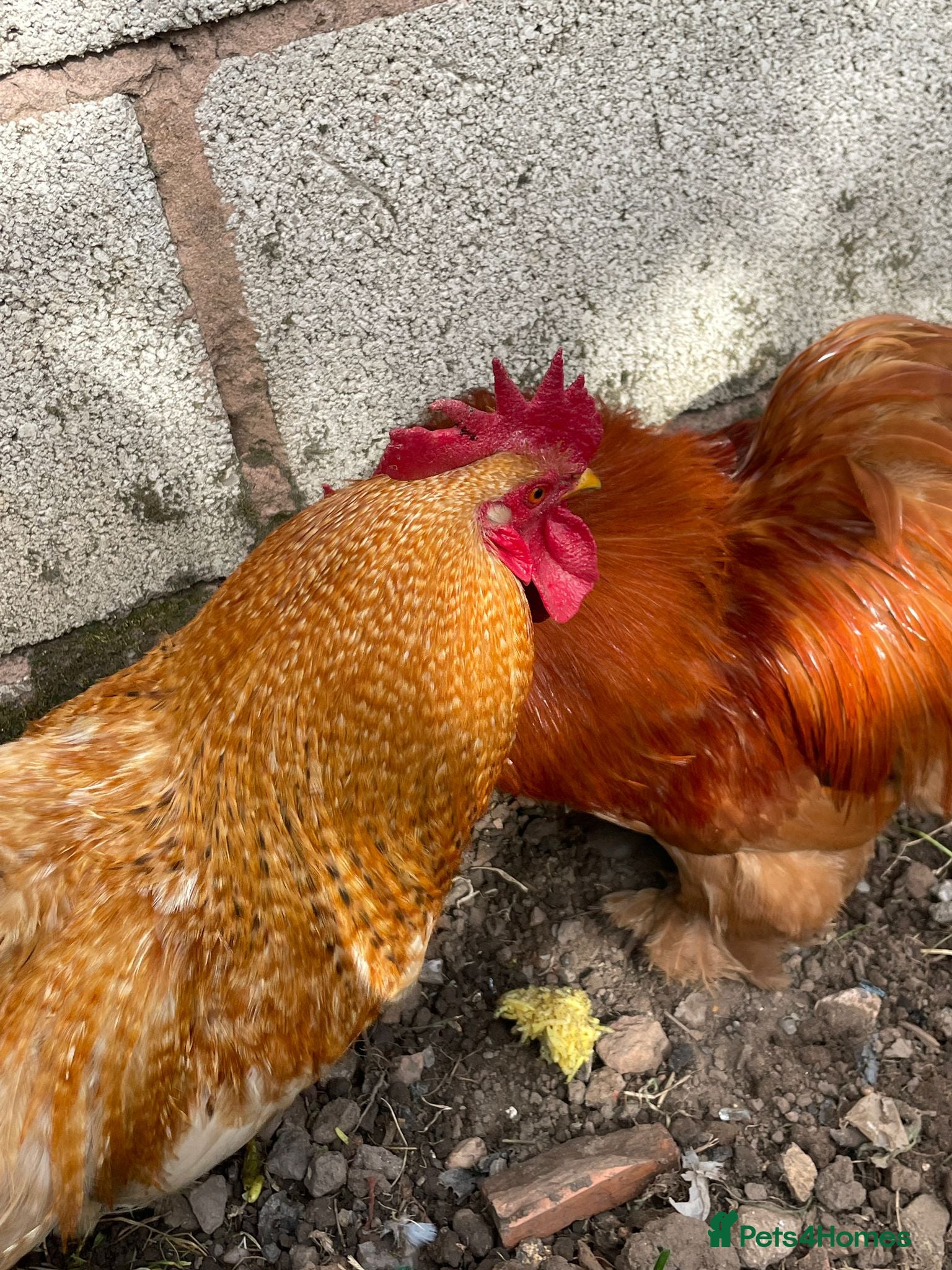 Chickens poultry Stunning Bantam Cockerels - Advert 1