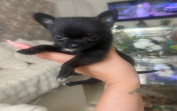 Pomchi dogs for sale: 5 beautiful xs pomchi (open to offers) - Image 13
