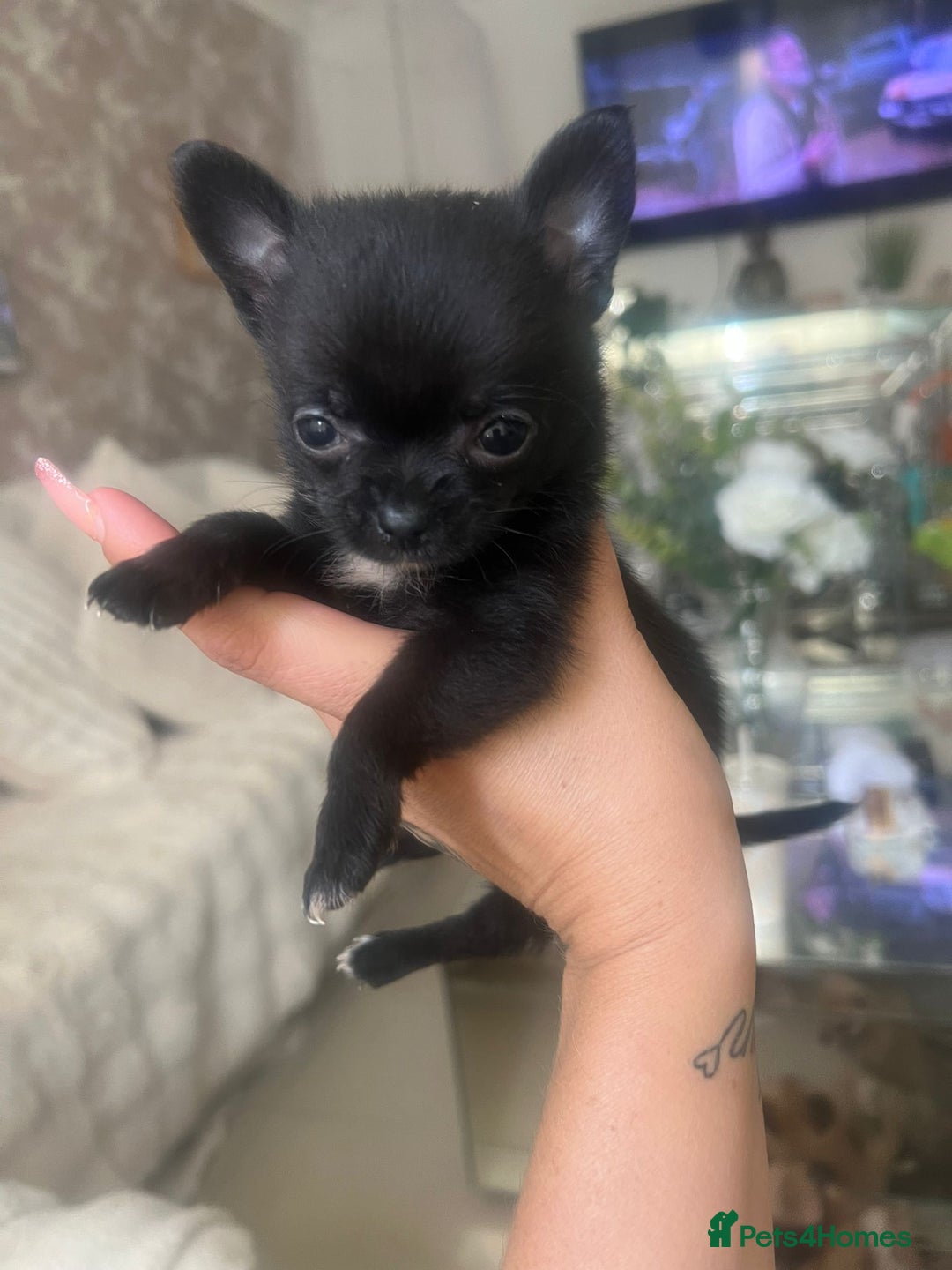 Pomchi dogs for sale: 5 beautiful xs pomchi (open to offers) - Image 13