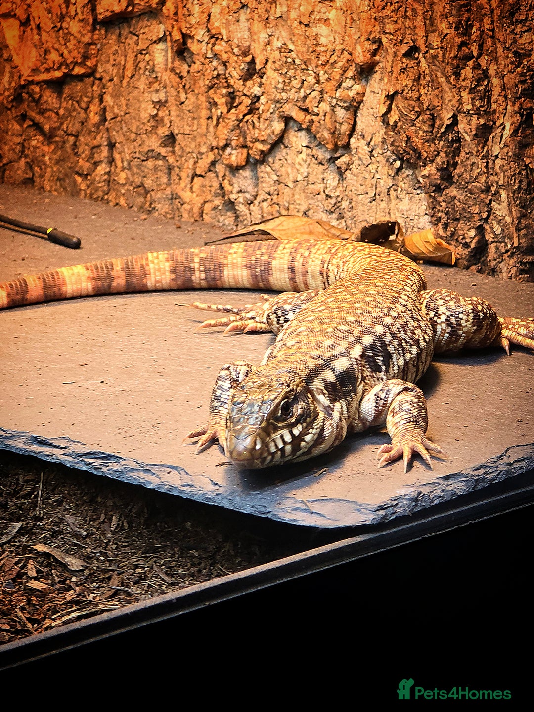 Monitor reptiles for sale: Devil Line Red Tegu Female CB25 - Advert 10