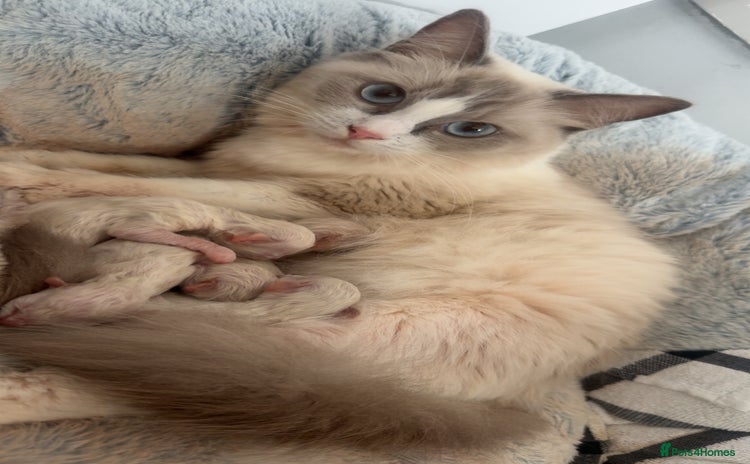 Ragdoll cats - Advert 14