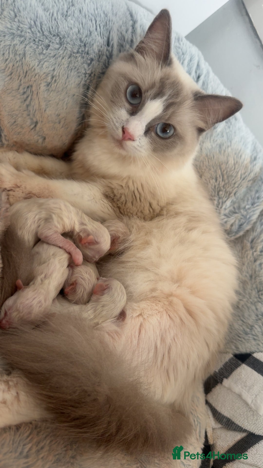 Ragdoll cats for sale: Seven Beautiful Pure Breed Ragdoll Kittens🤍 - Image 1