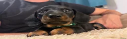 Miniature Dachshund dogs for sale: Ready to go Today!! Mini Dachshund Puppies 🐾  - Advert 29