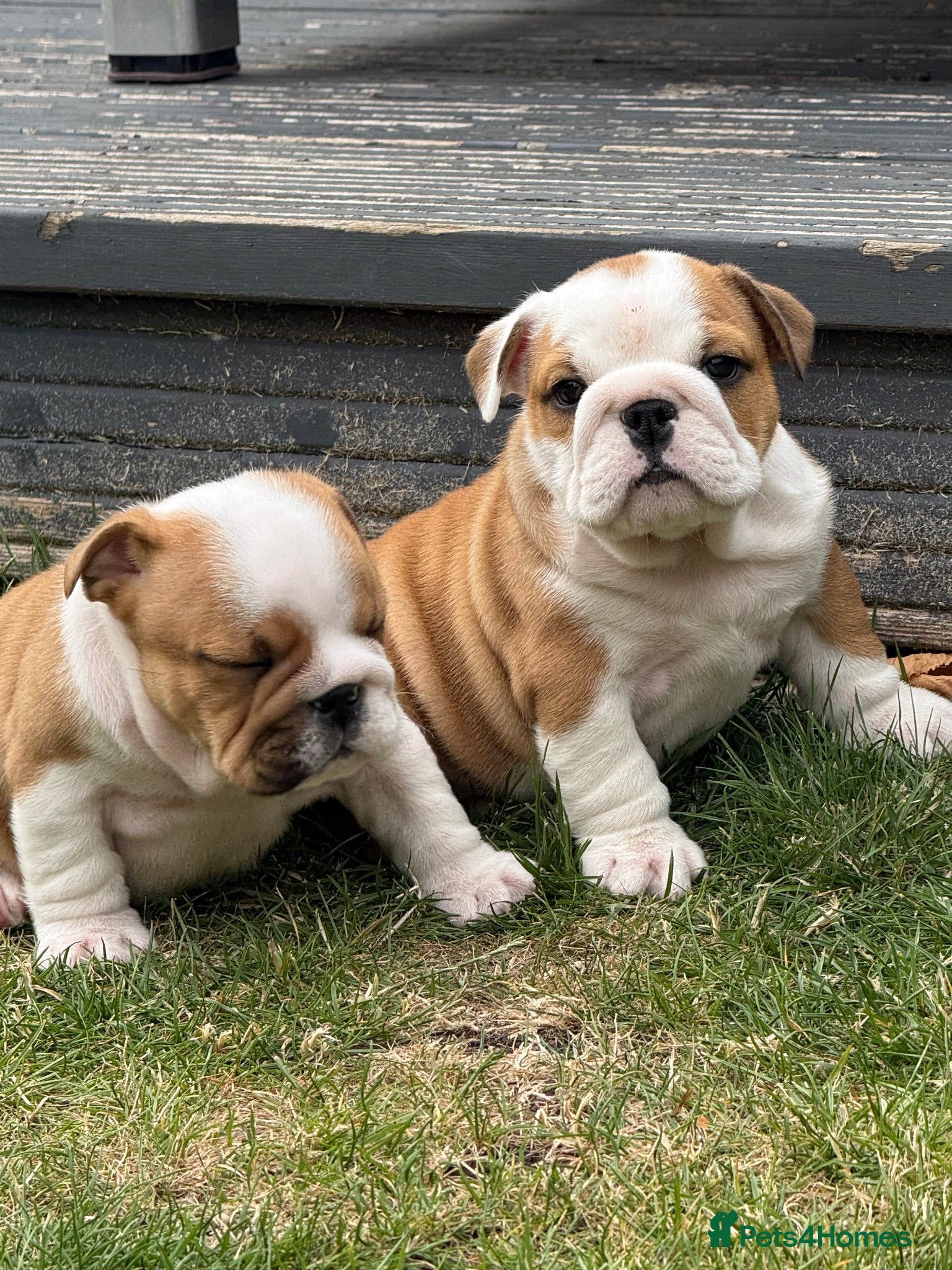 English Bulldog dogs ⭐️BULLDOG PUPPIES FROM BRITISHGOLD⭐️ - Advert 2