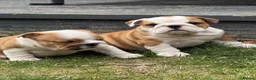 English Bulldog dogs for sale: ⭐️BULLDOG PUPPIES FROM BRITISHGOLD⭐️ - Advert 2