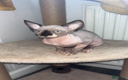 Sphynx cats for sale: Dobby… the dream sphynx kitten - Image 5