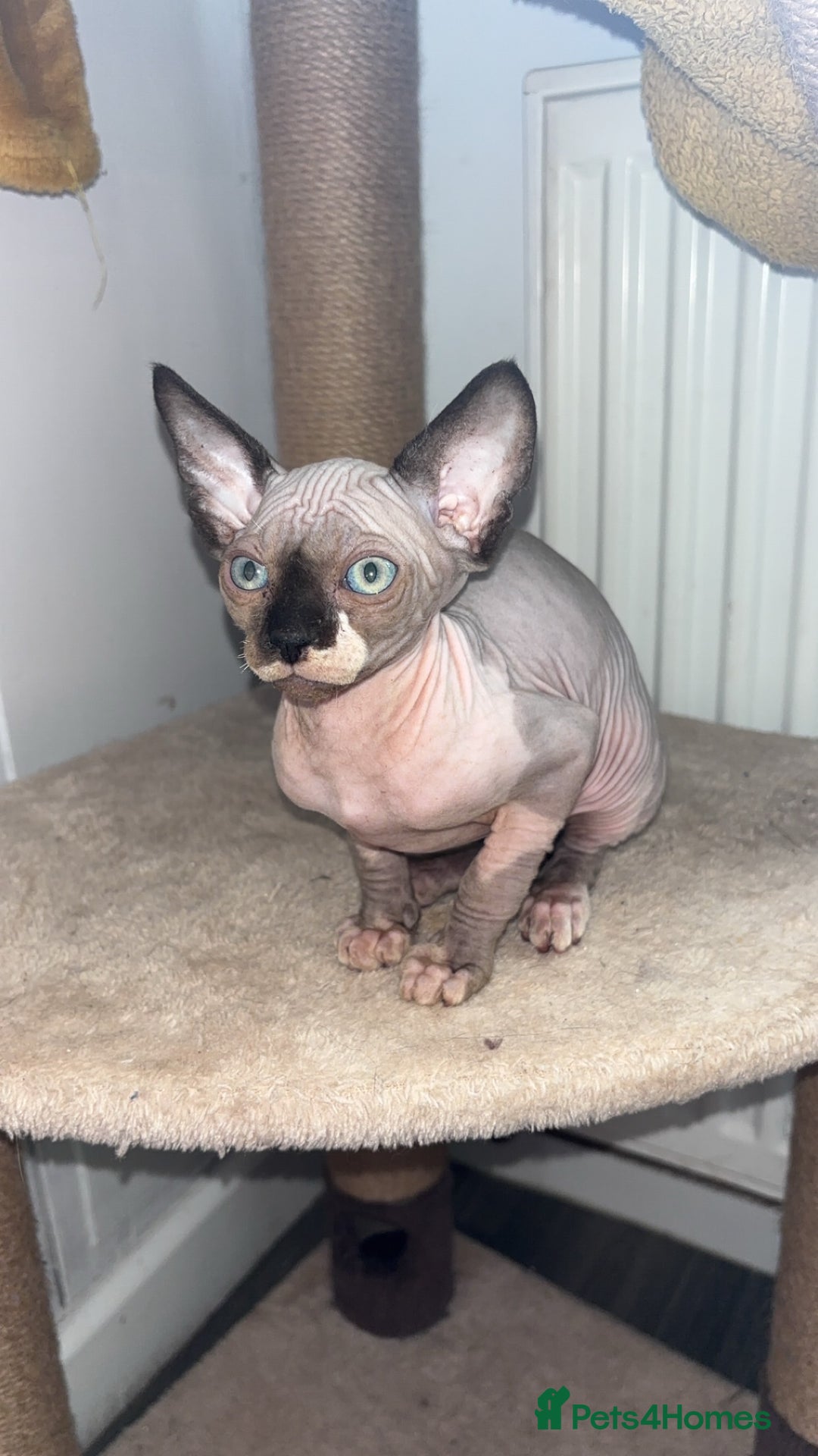 Sphynx cats for sale: Dobby… the dream sphynx kitten - Image 5