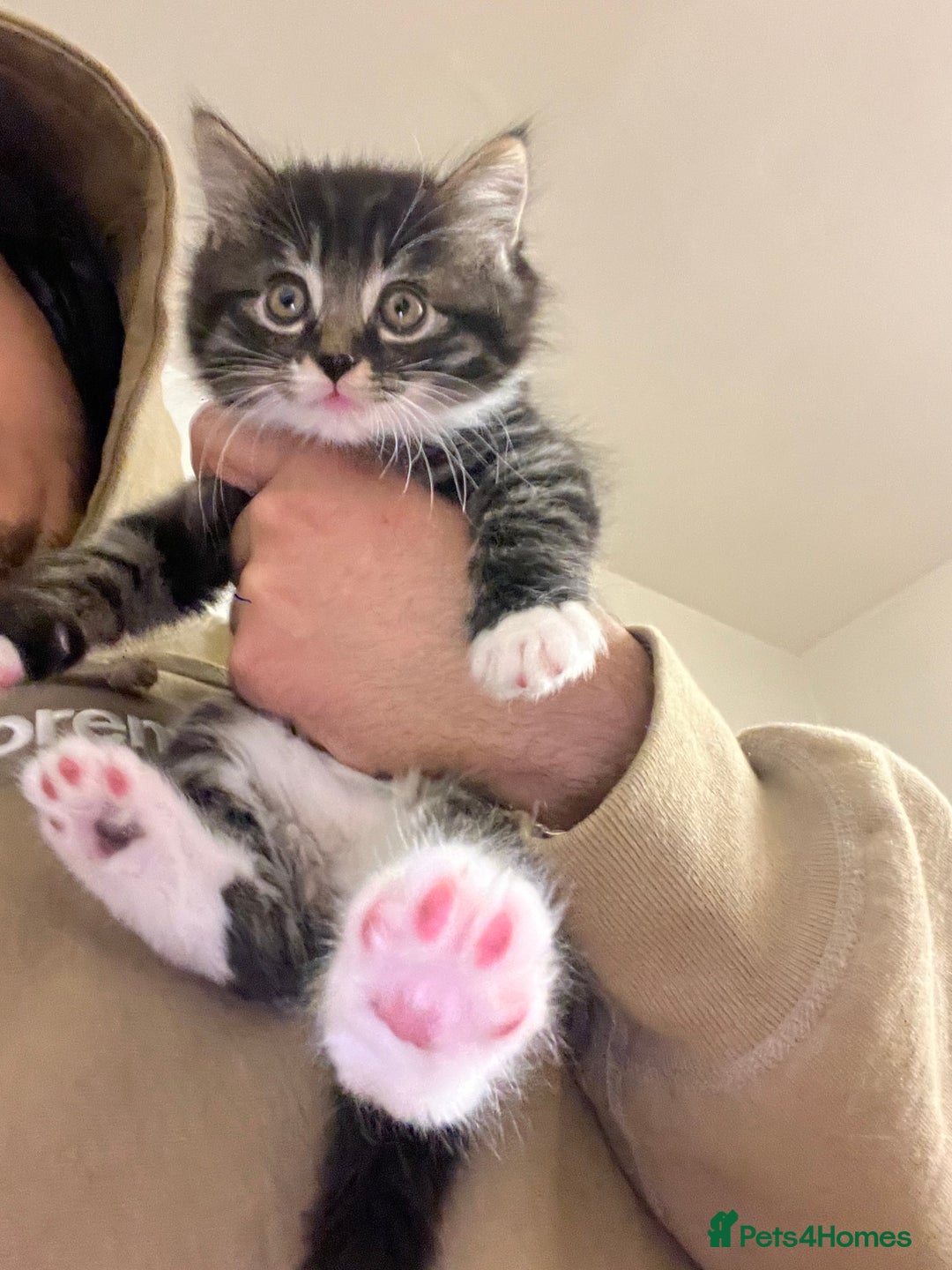 Mixed Breed cats for sale: Cheap Kittens for sale  (Ready to go asap) - Advert 15