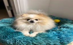 Pomeranian dogs for stud: Gorgeous Male Pomeranian for STUD - Image 3