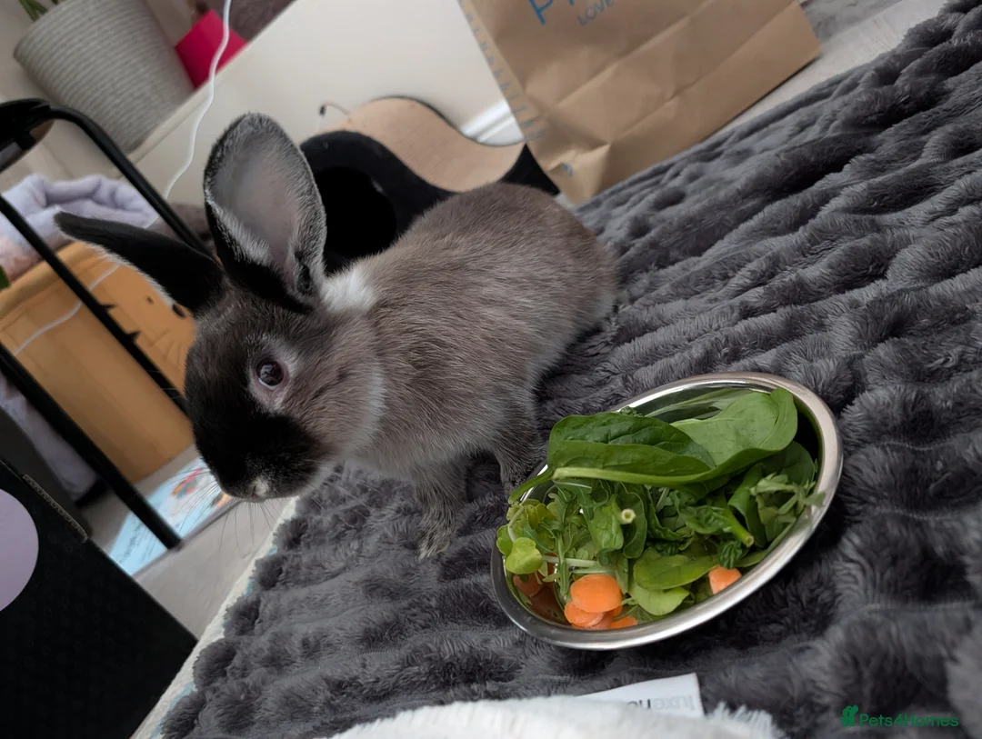 Rex rabbits for sale: Cage included /female baby rabbit bunny 4m - Advert 2
