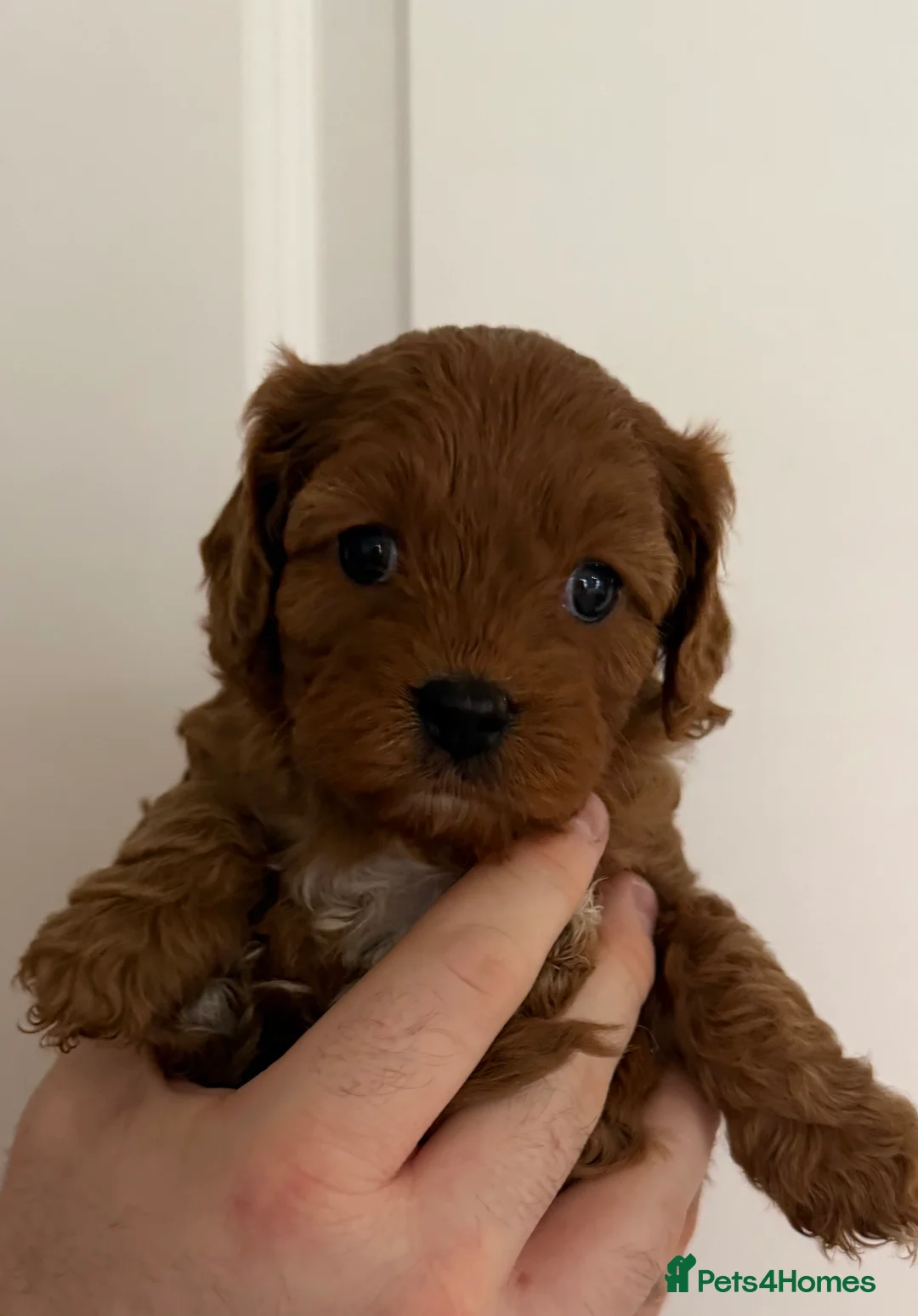 Cavapoo dogs for sale: Beautiful f1 cavapoo puppies  - Advert 9
