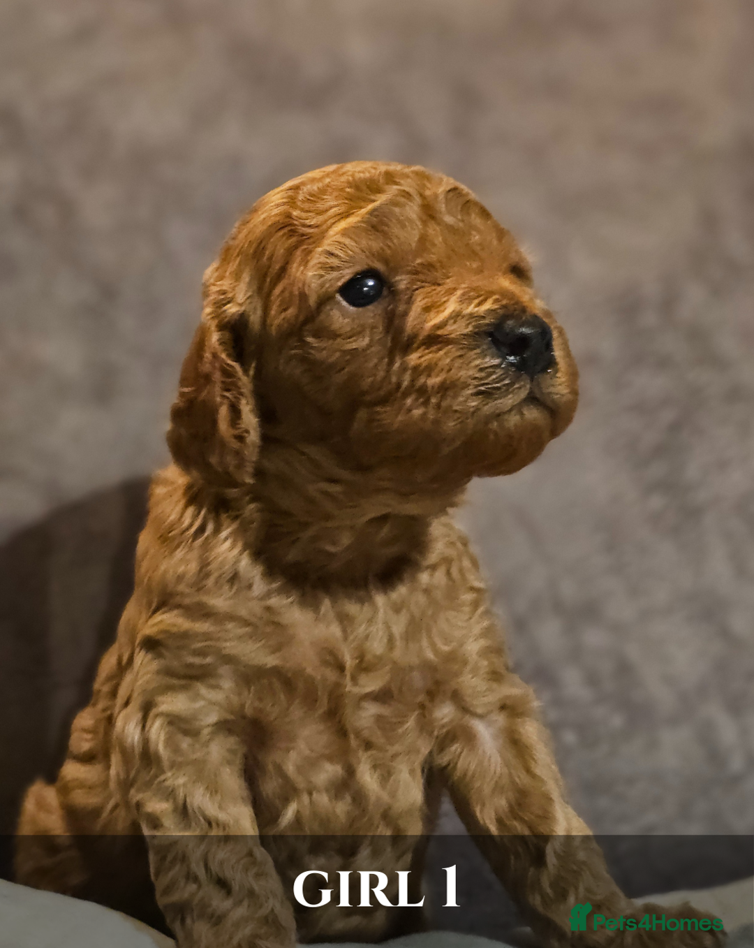 Cavapoo dogs for sale: 5 Beautiful Deep Red F1B Cavapoo Pups - Advert 19