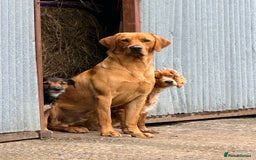 Cockerdor dogs for sale: Cockerdor puppies - Advert 8