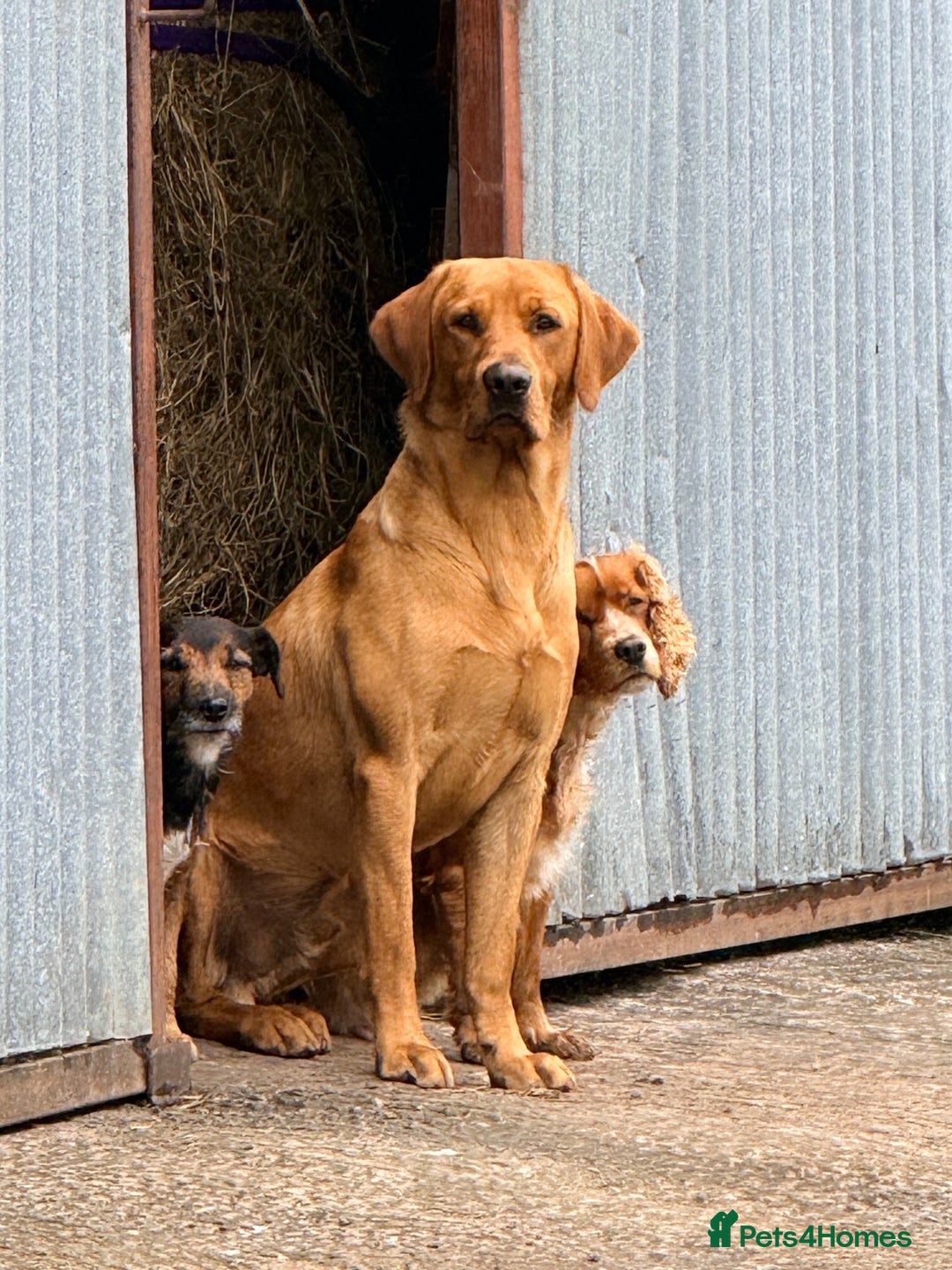 Cockerdor dogs for sale: Cockerdor puppies - Advert 8