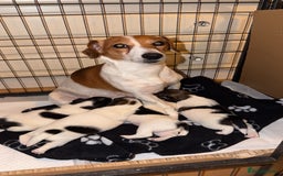 Jack Russell dogs for sale: Jack Russell puppies  - Advert 2