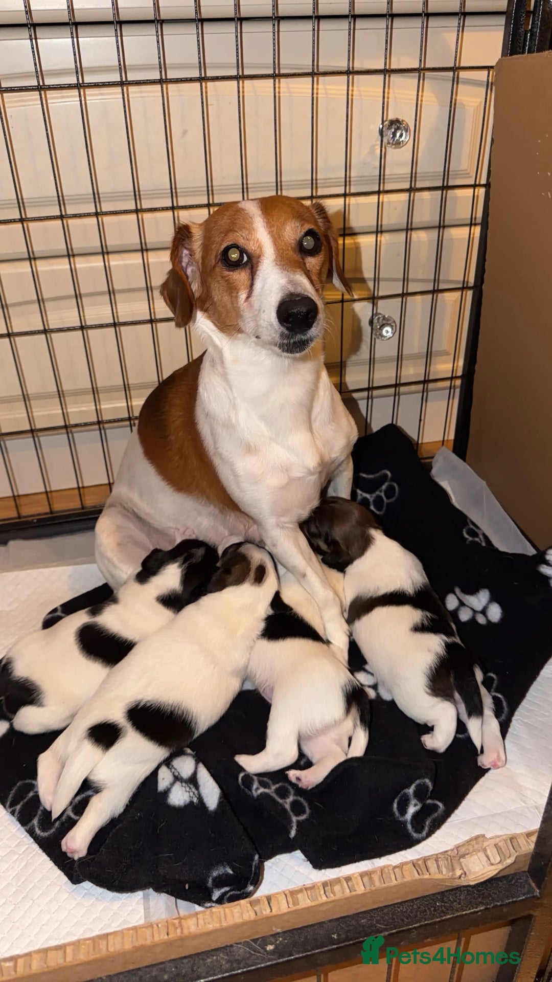 Jack Russell dogs for sale: Jack Russell puppies  - Advert 2