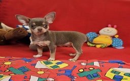 Chihuahua dogs for sale: Adorable 🐶🥰 Mini Girl Available  - Image 9