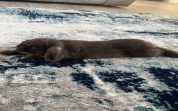 Mini Lop rabbits for sale: Chocolate Mini Lop one year old male.  - Image 2