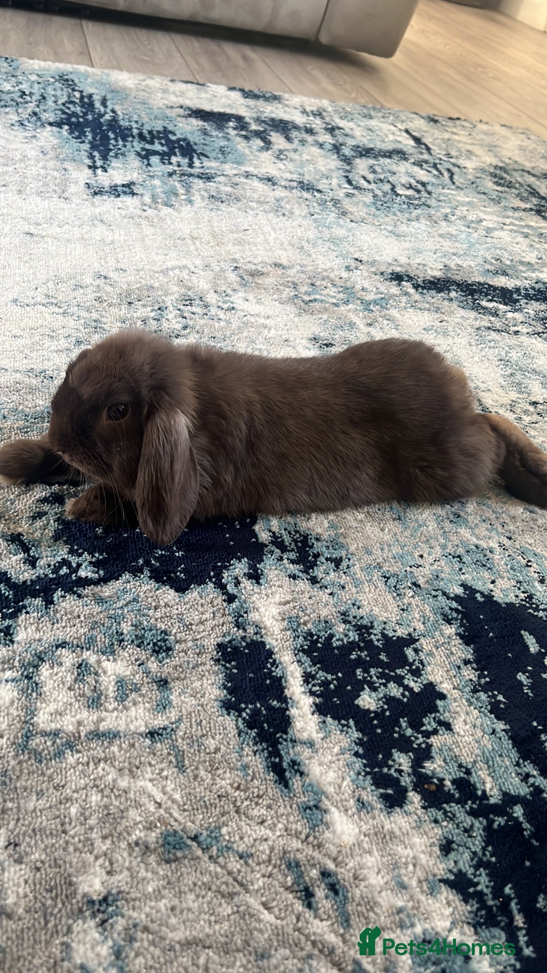 Mini Lop rabbits for sale: Chocolate Mini Lop one year old male.  - Image 2