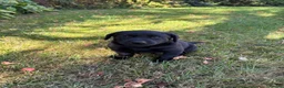 Labrador Retriever dogs for sale: Handsome Labrador dogs available  in Durham - Advert 10