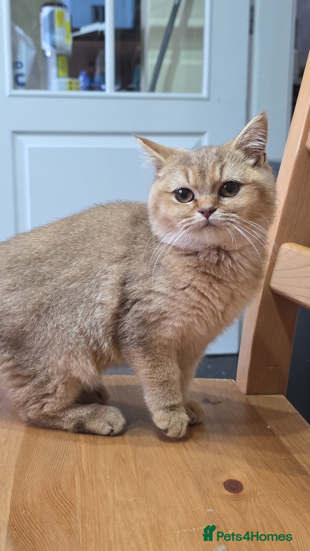 British Shorthair cats for sale: Pedigree British Short-hair kittens  - Image 28