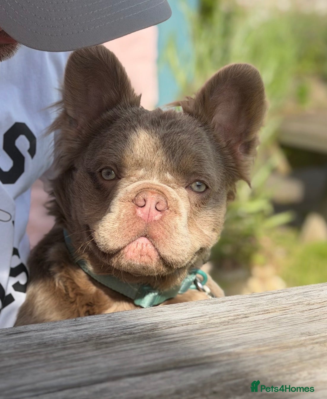 French Bulldog dogs for stud: New Shade Isabella & Tan Full Fluffy - Advert 1