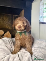 Cockapoo dogs F2 Cockapoo puppies - Advert 2