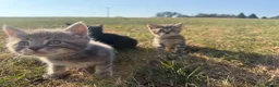 Mixed Breed cats for sale: Beautiful friendly kittens  - Advert 10
