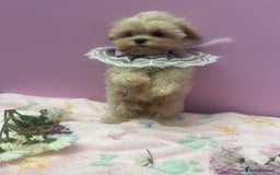 Maltipoo dogs for sale: Luxury Korean F1b maltipoos 😍🐶🐾 - Image 19