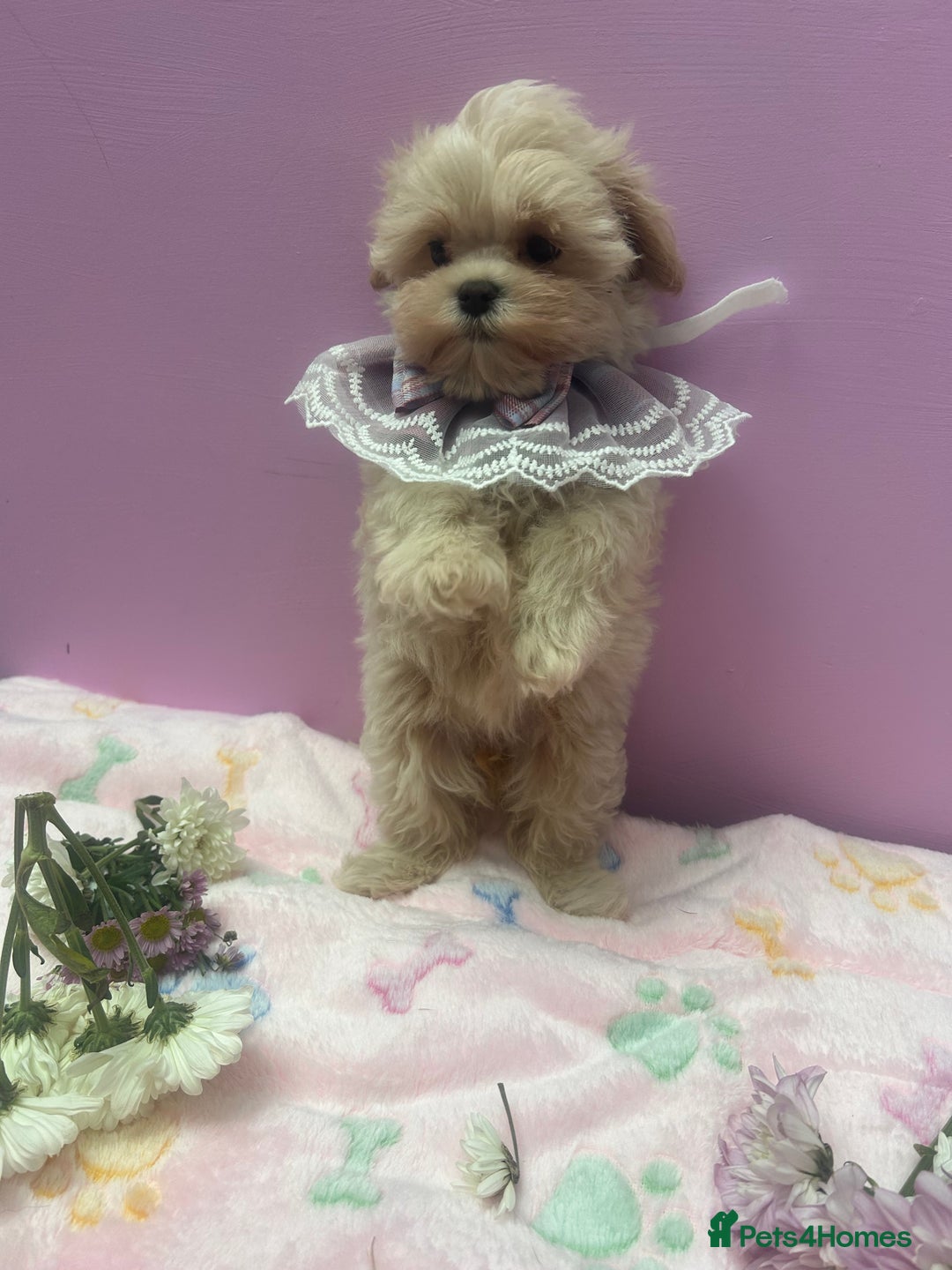 Maltipoo dogs for sale: Luxury Korean F1b maltipoos 😍🐶🐾 - Image 19