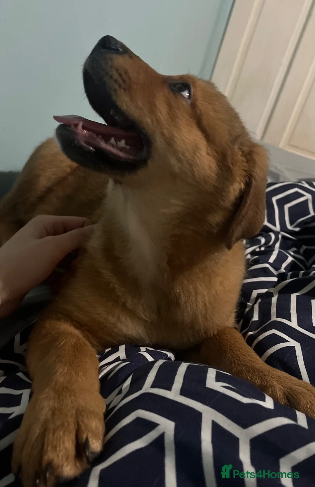 Mixed Breed dogs for sale: Beautiful rottweiler x american akita  in Ilford - Advert 2