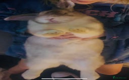 French Lop rabbits for sale: Beautiful white rabbit  - Advert 5