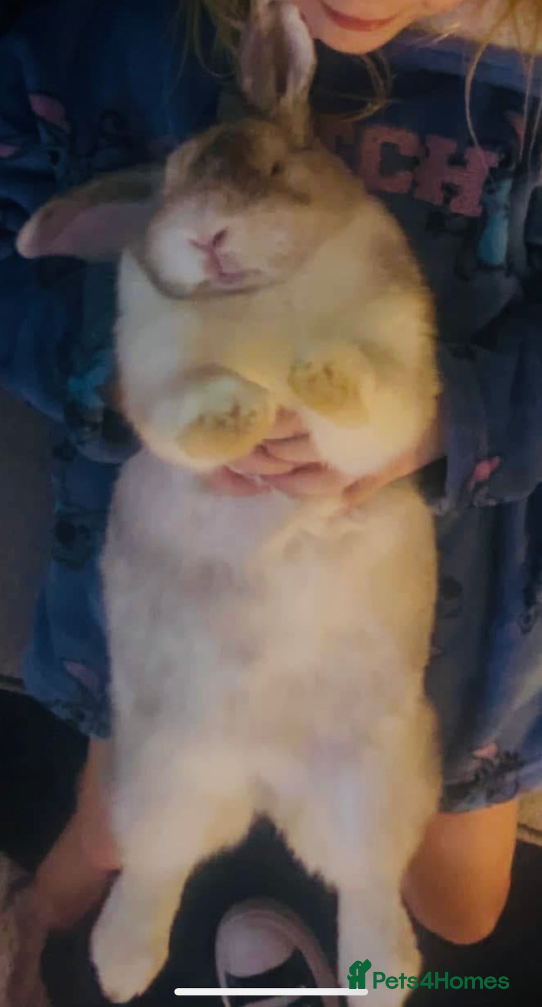 French Lop rabbits for sale: Beautiful white rabbit  - Advert 5