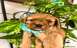 Cavapoo dogs for sale: Cavapoos born to EXTENSIVELY HEALTH TESTED PARENTS - Image 10