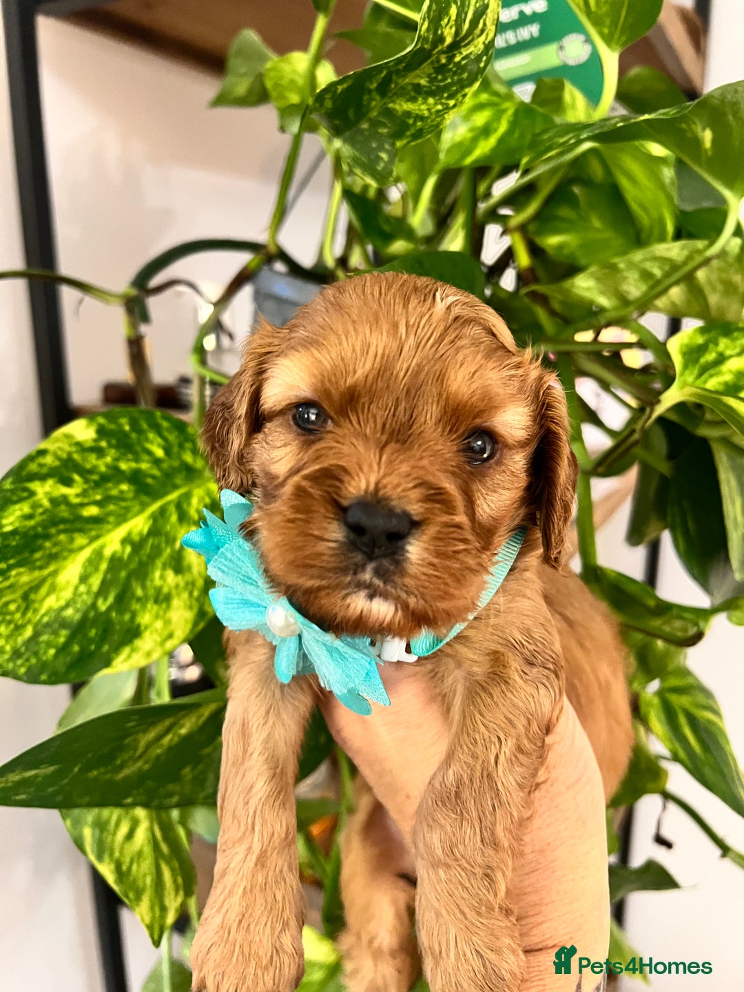 Cavapoo dogs for sale: Cavapoos born to EXTENSIVELY HEALTH TESTED PARENTS - Image 10