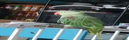 Parrots birds for sale: Alexandrine in Birmingham - Advert 3