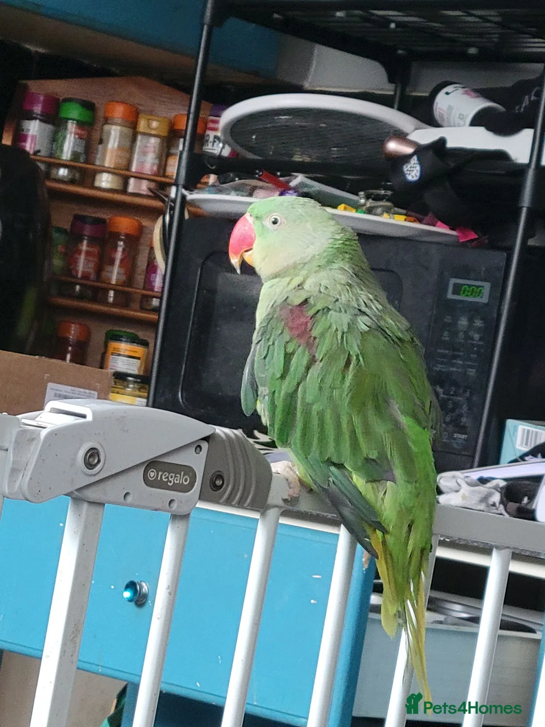 Parrots birds for sale: Alexandrine in Birmingham - Advert 3