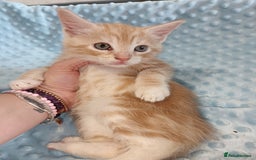 Maine Coon cats for sale: Mainecoon kittens  - Image 19