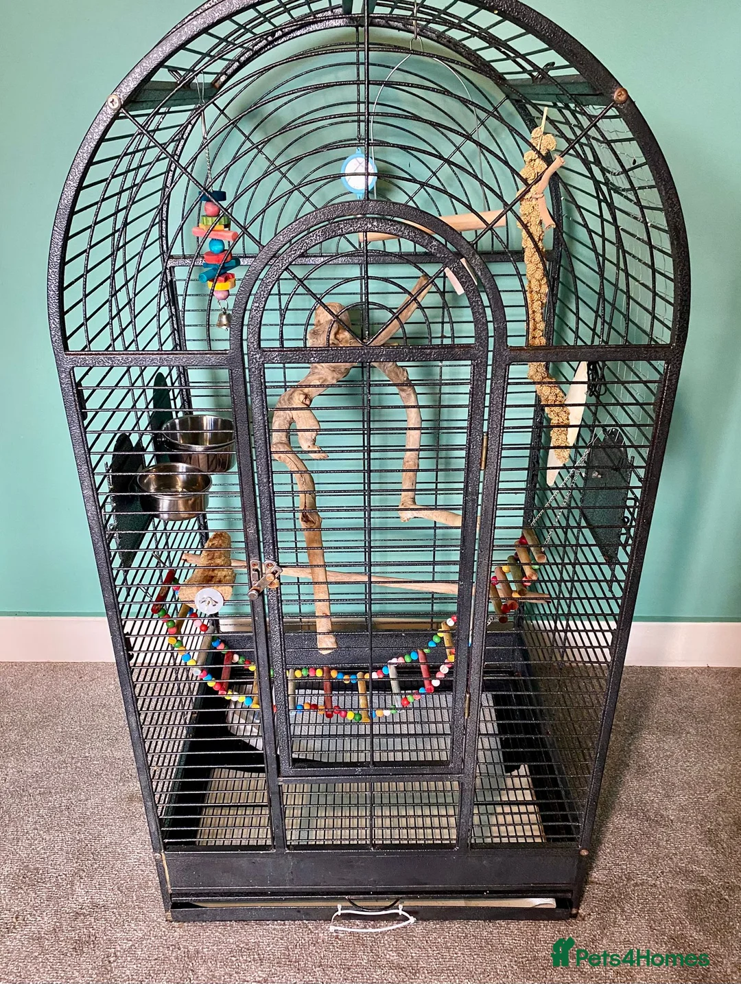 Ringnecks birds for sale: Ring neck looking for new home  - Advert 2