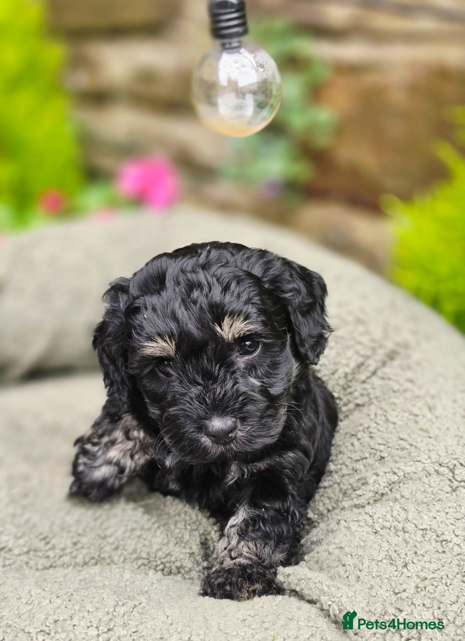 Mixed Breed dogs Lacasapoo Puppies – 3 Girls & 1 Boy Available - Advert 2