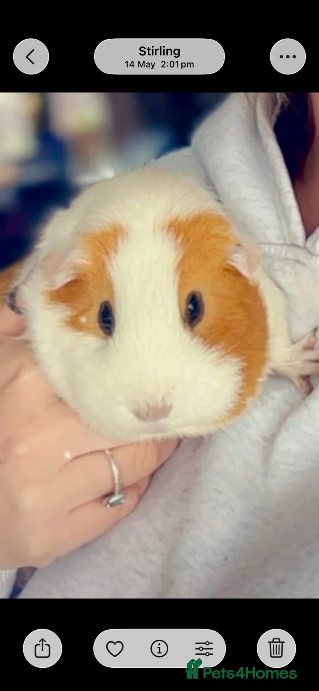 Guinea Pig rodents for sale: Two female guinea pigs  - Advert 1