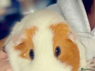 Guinea Pig rodents Two female guinea pigs - Advert 1
