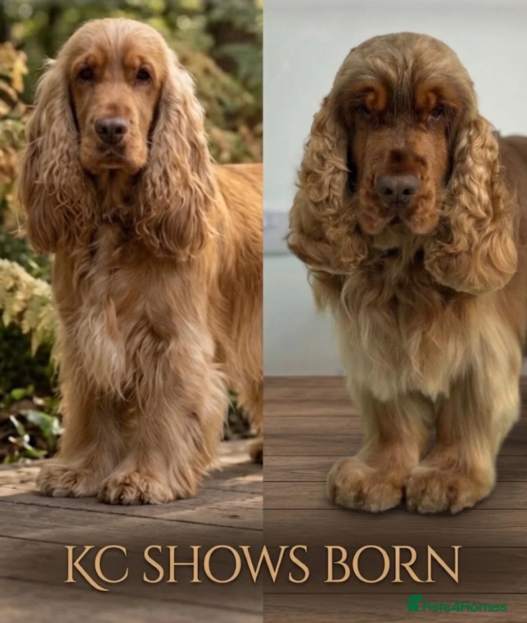 Cocker Spaniel dogs for sale: Show type KC Health tested cockers in Burntwood - Advert 1