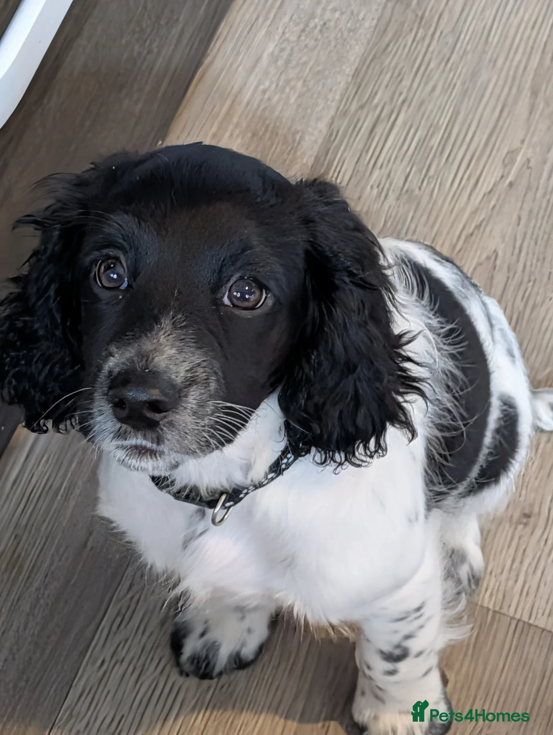 Mixed Breed dogs for sale: Frankie  - Advert 2