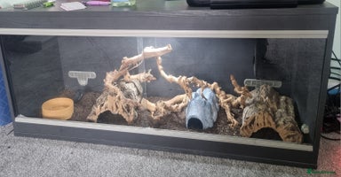 Corn Snake reptiles - Advert 4