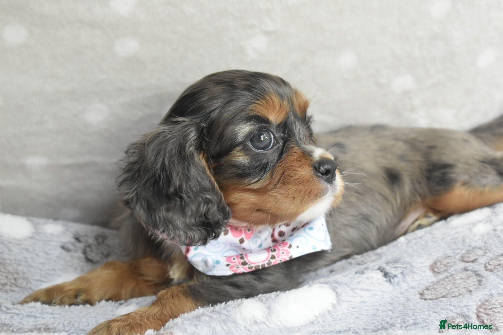Cavapoo dogs Health Tested Cavapoo Puppies  - Advert 8