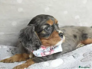 Cavapoo dogs Health Tested Cavapoo Puppies - Advert 8